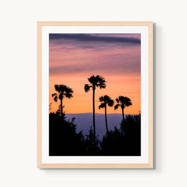 Four Palms - fine art adventure photography print from Alex Wood - available at Middles Creative