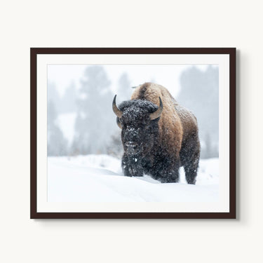 Frosted Guardian - fine art adventure photography print from Tom Ingram - available at Middles Creative