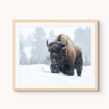 Frosted Guardian - fine art adventure photography print from Tom Ingram - available at Middles Creative