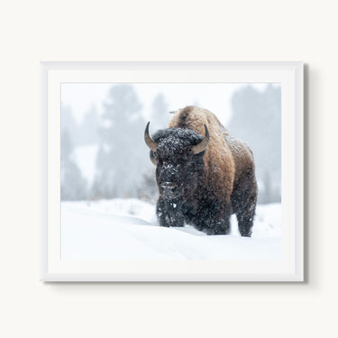 Frosted Guardian - fine art adventure photography print from Tom Ingram - available at Middles Creative