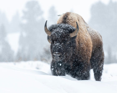 Frosted Guardian - fine art adventure photography print from Tom Ingram - available at Middles Creative