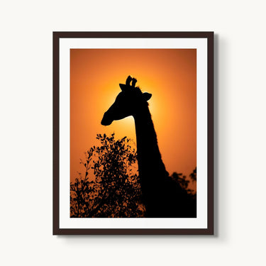Giraffe Eclipse - fine art adventure photography print from Alex Wood - available at Middles Creative