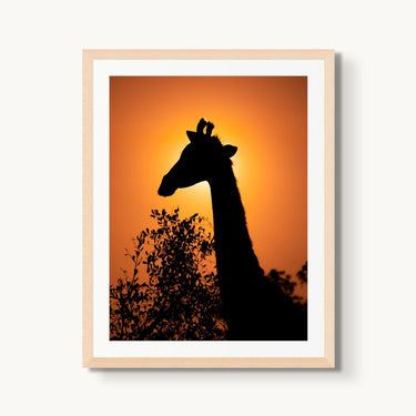 Giraffe Eclipse - fine art adventure photography print from Alex Wood - available at Middles Creative