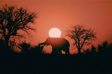 Kalahari Sunrise - fine art adventure photography print from Max Dickson - available at Middles Creative