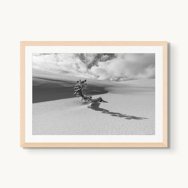 Lone Tree - fine art adventure photography print from Tom Ingram - available at Middles Creative