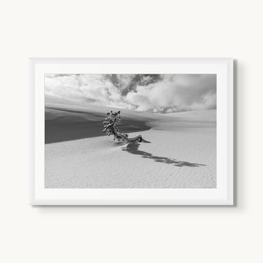 Lone Tree - fine art adventure photography print from Tom Ingram - available at Middles Creative