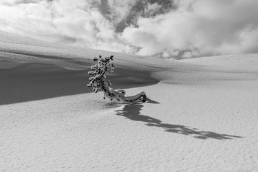 Lone Tree - fine art adventure photography print from Tom Ingram - available at Middles Creative