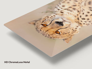 Majestic Cheetah - fine art adventure photography print from Tom Ingram - available at Middles Creative