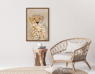 Majestic Cheetah - fine art adventure photography print from Tom Ingram - available at Middles Creative