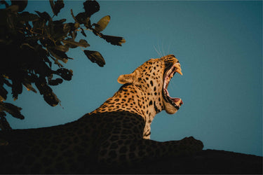 My Jungle - fine art adventure photography print from Max Dickson - available at Middles Creative