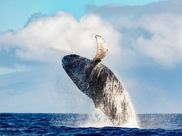 Ocean Acrobat - fine art adventure photography print from Tom Ingram - available at Middles Creative