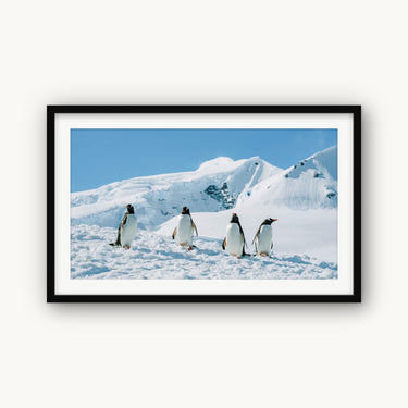 Penguin Party - fine art adventure photography print from Tamara Susa - available at Middles Creative