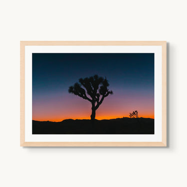 Psychedelic Joshua Tree - fine art adventure photography print from Bree Banning - available at Middles Creative