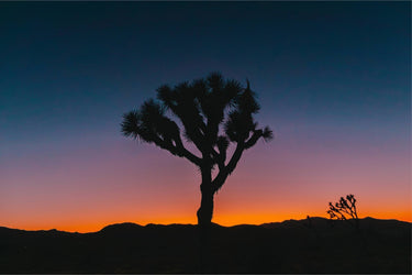 Psychedelic Joshua Tree - fine art adventure photography print from Bree Banning - available at Middles Creative