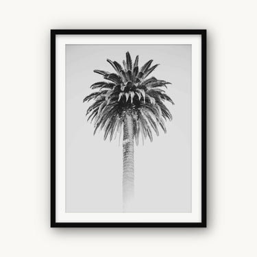 Retro Palm - fine art adventure photography print from Alex Wood - available at Middles Creative