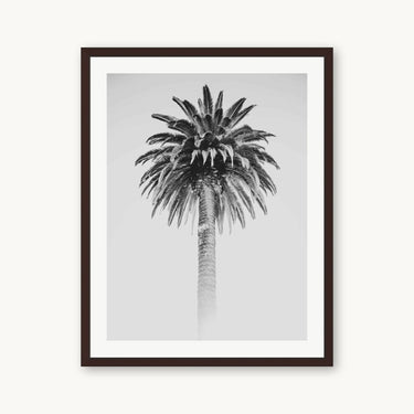 Retro Palm - fine art adventure photography print from Alex Wood - available at Middles Creative