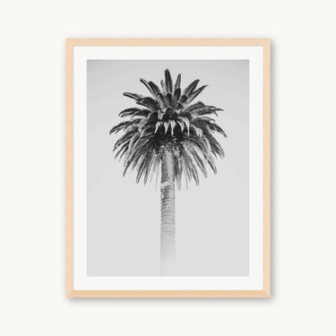 Retro Palm - fine art adventure photography print from Alex Wood - available at Middles Creative