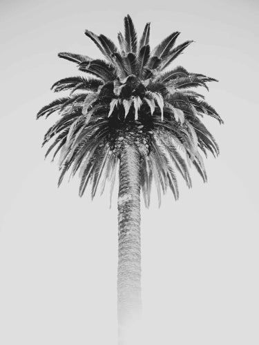 Retro Palm - fine art adventure photography print from Alex Wood - available at Middles Creative