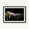 Royal Nap - fine art adventure photography print from Tom Ingram - available at Middles Creative