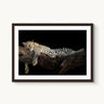 Royal Nap - fine art adventure photography print from Tom Ingram - available at Middles Creative