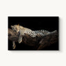 Royal Nap - fine art adventure photography print from Tom Ingram - available at Middles Creative