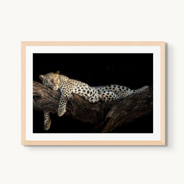 Royal Nap - fine art adventure photography print from Tom Ingram - available at Middles Creative
