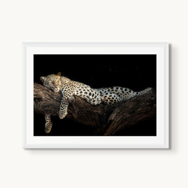 Royal Nap - fine art adventure photography print from Tom Ingram - available at Middles Creative
