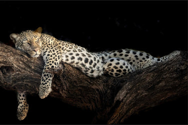 Royal Nap - fine art adventure photography print from Tom Ingram - available at Middles Creative