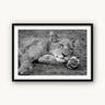 Take Paws - fine art adventure photography print from Alex Wood - available at Middles Creative