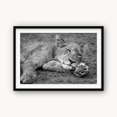 Take Paws - fine art adventure photography print from Alex Wood - available at Middles Creative