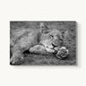 Take Paws - fine art adventure photography print from Alex Wood - available at Middles Creative