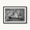 Take Paws - fine art adventure photography print from Alex Wood - available at Middles Creative