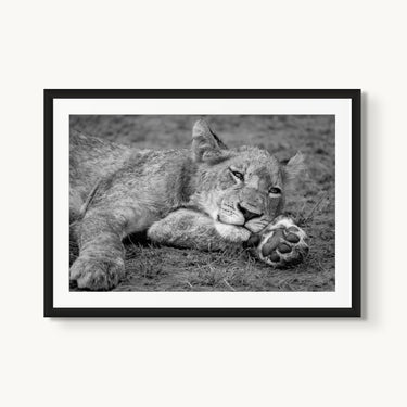 Take Paws - fine art adventure photography print from Alex Wood - available at Middles Creative