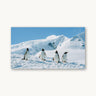 Penguin Party - fine art adventure photography print from Tamara Susa - available at Middles Creative