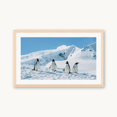 Penguin Party - fine art adventure photography print from Tamara Susa - available at Middles Creative