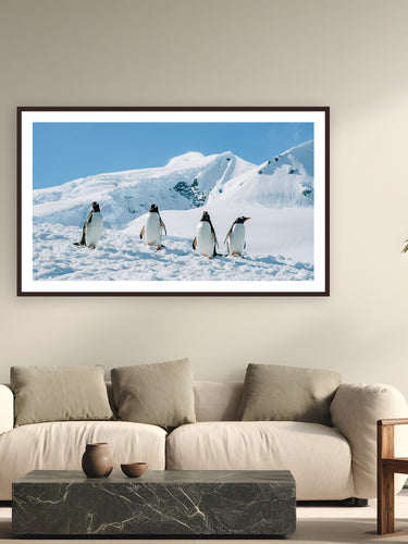 Penguin Party by Tamara Susa from Antarctica - framed black frame fine art photography displayed in a modern living room setting