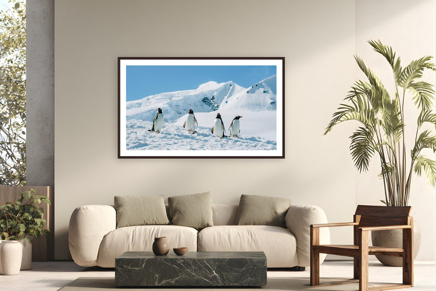 Penguin Party by Tamara Susa from Antarctica - framed black frame fine art photography displayed in a modern living room setting
