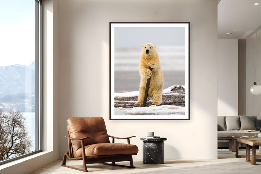 Arctic Pole Dancer by Tom Ingram from Kaktovik, Alaska - framed black frame fine art photography displayed in a reading nook setting