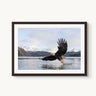 Bald Eagle - fine art adventure photography print from Tom Ingram - available at Middles Creative