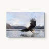 Bald Eagle - fine art adventure photography print from Tom Ingram - available at Middles Creative