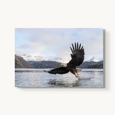 Bald Eagle - fine art adventure photography print from Tom Ingram - available at Middles Creative