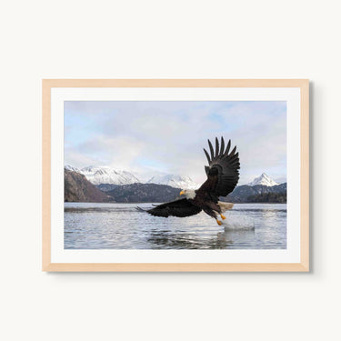 Bald Eagle - fine art adventure photography print from Tom Ingram - available at Middles Creative