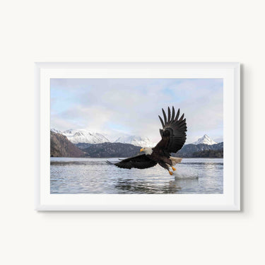 Bald Eagle - fine art adventure photography print from Tom Ingram - available at Middles Creative