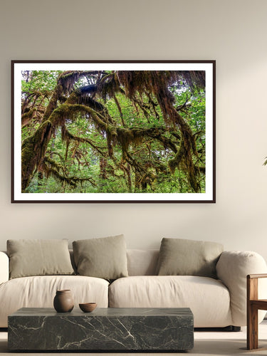 Cathedral of Moss by Tom Ingram from Olympic National Park, Washington - framed black frame fine art photography displayed in a modern living room setting