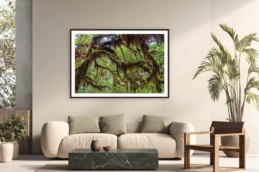 Cathedral of Moss by Tom Ingram from Olympic National Park, Washington - framed black frame fine art photography displayed in a modern living room setting
