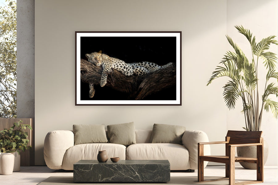 Royal Nap by Tom Ingram from Samburu Game Reserve, Kenya - framed black frame fine art photography displayed in a modern living room setting