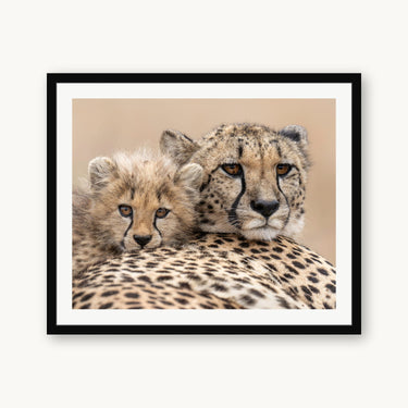 Black wood frame fine art print of Side by Side by Tom Ingram, Zimanga Private Game Reserve, South Africa — a cheetah mother and cub, cheek to cheek, at Zimanga Private Game Reserve in Zululand.