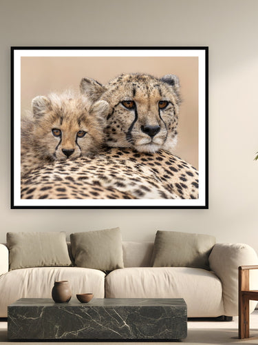 Black wood frame fine art print of Side by Side by Tom Ingram, Zimanga Private Game Reserve, South Africa, displayed on a modern living room wall — a cheetah mother and cub, cheek to cheek, at Zimanga Private Game Reserve in Zululand.