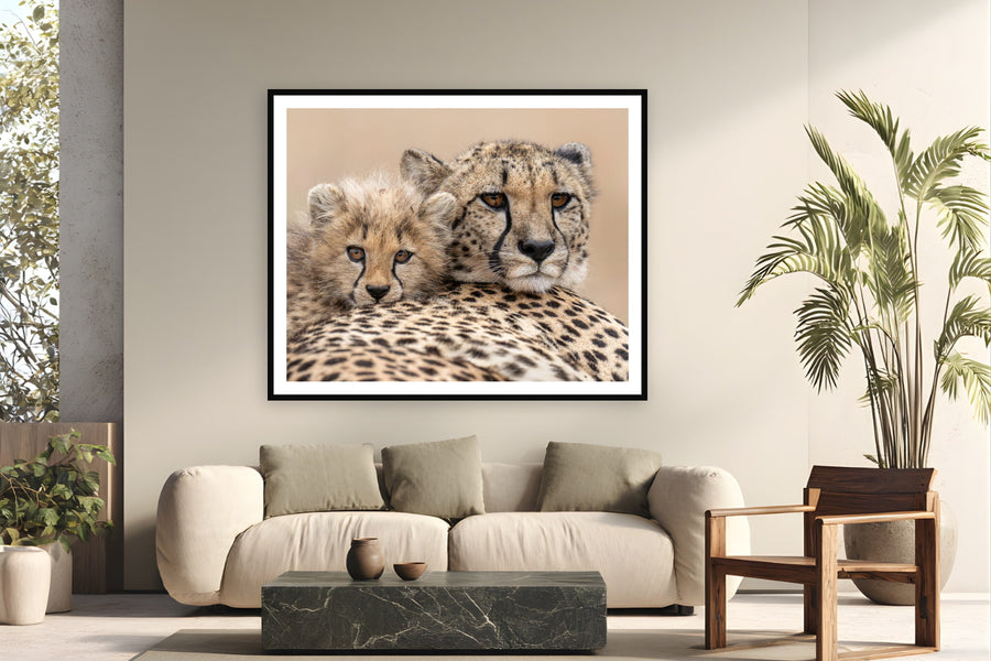 Black wood frame fine art print of Side by Side by Tom Ingram, Zimanga Private Game Reserve, South Africa, displayed on a modern living room wall — a cheetah mother and cub, cheek to cheek, at Zimanga Private Game Reserve in Zululand.