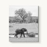 Watering Hole - fine art adventure photography print from Alex Wood - available at Middles Creative